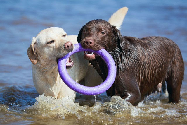 Chó tha mồi Labrador có một gene kỳ lạ, khiến chúng lúc nào cũng đói và dễ béo