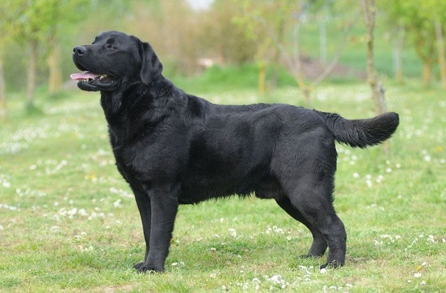 Chó tha mồi Labrador có một gene kỳ lạ, khiến chúng lúc nào cũng đói và dễ béo