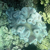 Hiện tượng tẩy trắng diện rộng xảy ra tại rạn san hô Great Barrier