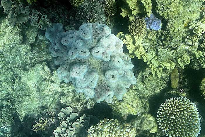 Hiện tượng tẩy trắng diện rộng xảy ra tại rạn san hô Great Barrier