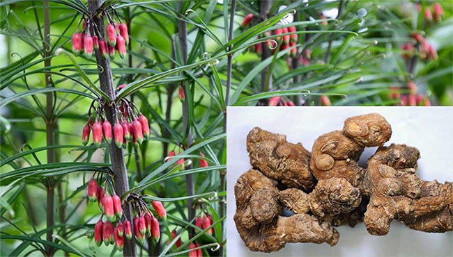 Loại củ sần sùi được ví như ''nhân sâm của miền Bắc'', giúp hạ đường huyết và chống tiểu đường