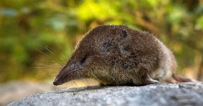 Loài động vật nào háu ăn nhất trên Trái đất?