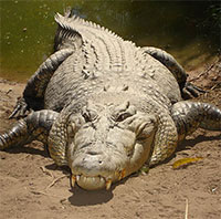 Cá sấu nước mặn là loài cá sấu lớn nhất và có vết cắn mạnh nhất trên Trái đất