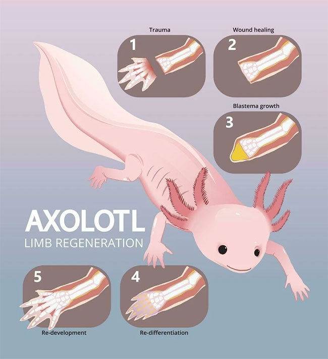 Axolotl là loài kỳ giông sở hữu cho mình siêu năng lực có thể tự tái tạo lại tứ chi
