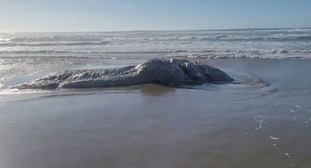Bí ẩn xác quái vật lông lá dạt vào bãi biển
