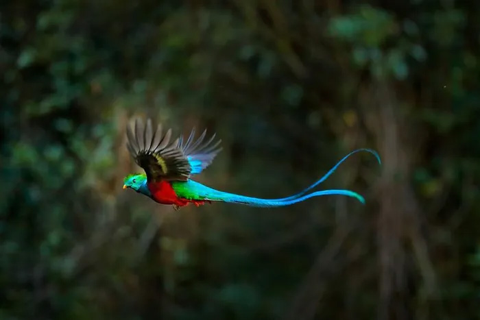 chim quetzal 1