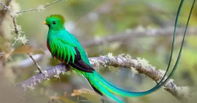 Loài chim hiếm bậc nhất thế giới, không thể bị nhốt vì lý do đặc biệt