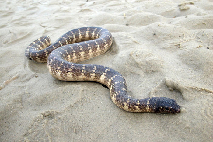 Danh sách loài rắn biển có nọc độc cực mạnh ở Việt Nam
