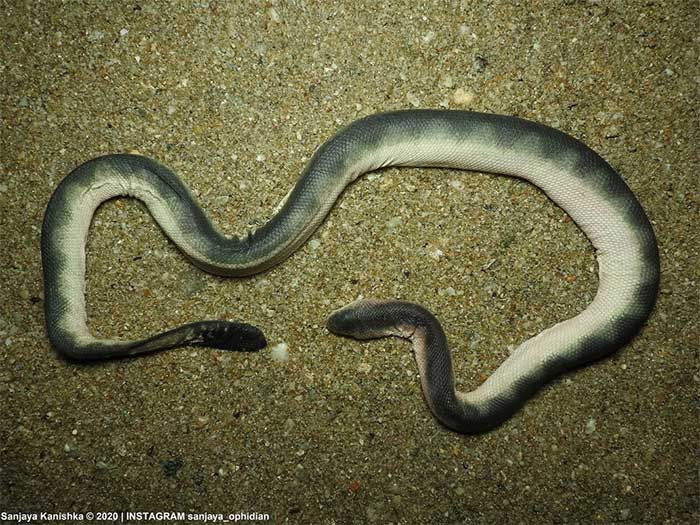 Danh sách loài rắn biển có nọc độc cực mạnh ở Việt Nam