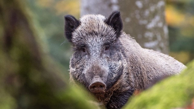 Lợn rừng tràn ngập ở Bavaria, Đức nhưng vì sao không ai dám ăn thịt chúng?