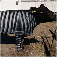 Nông dân Nhật sơn bò giống ngựa vằn để đuổi ruồi hút máu
