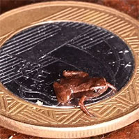 Loài ếch nhỏ hơn móng tay người có thể là động vật có xương sống nhỏ nhất thế giới
