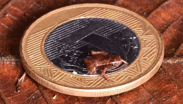 Một con ếch nhỏ hơn móng tay con người có thể là động vật có xương sống nhỏ nhất thế giới