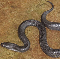 Phát hiện loài rắn mới tại Đăk Nông, Việt Nam