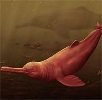 Phát hiện hóa thạch cá heo sông khổng lồ tại Peru