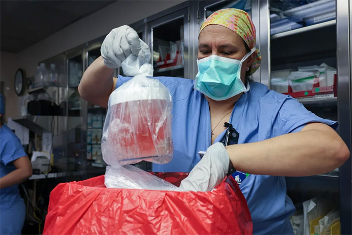 Chuyên gia điều dưỡng lấy thận lợn ra khỏi hộp để chuẩn bị cấy ghép