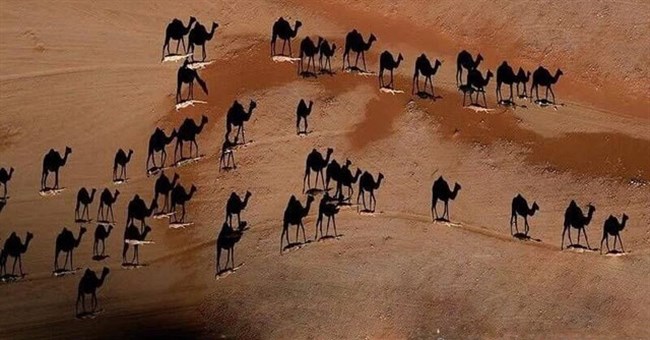 Bức ảnh gây tranh cãi "cõi mạng" Thổ Nhĩ Kỳ: Màu trắng dưới chân con lạc đà là gì?