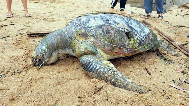 Phát hiện xác rùa biển dạt vào bãi biển Bà Rịa-Vũng Tàu