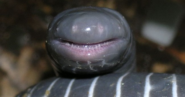 Phát hiện loài lưỡng cư "ngoài hành tinh" vừa biết đẻ trứng, vừa biết cho con bú sữa