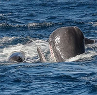 Đòn hiểm giúp cá nhà táng đẩy lùi bầy cá voi sát thủ