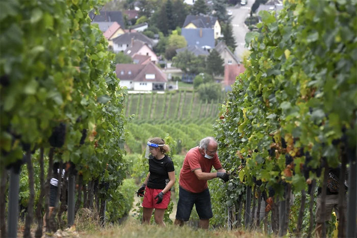 Nông dân thu hoạch nho tại Alsace, Pháp.