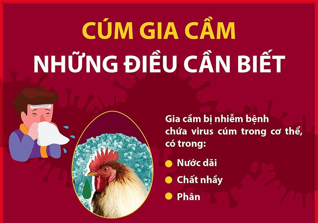 Cúm gia cầm và những điều cần biết