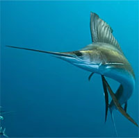 Loài cá bơi nhanh nhất đại dương: Sánh ngang "vua tốc độ" của thảo nguyên