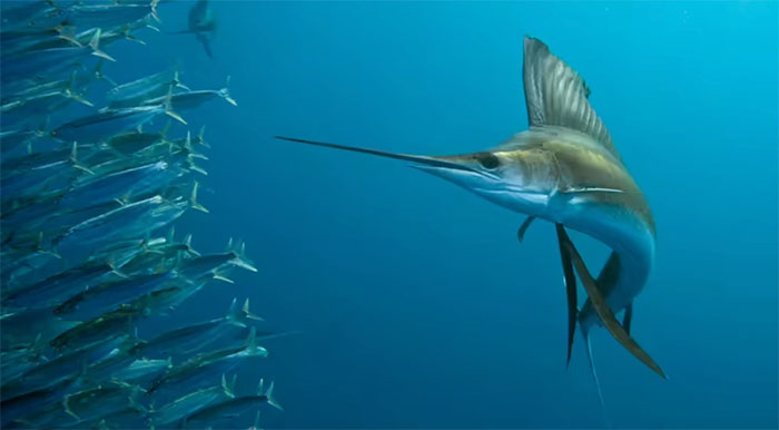 Loài cá bơi nhanh nhất đại dương: Cạnh tranh với “vua tốc độ” của thảo nguyên