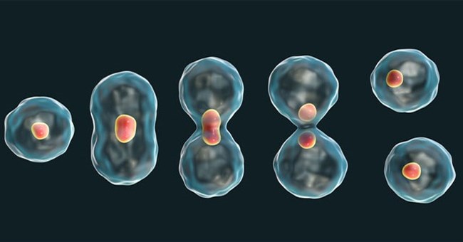 Tại sao tế bào ung thư giết chết vật chủ của chúng trong khi vật chủ chết thì chúng cũng chết?