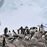 Hàng nghìn con chim cánh cụt chết ở Nam Cực có phải do cúm gia cầm?