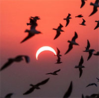 Hành vi của các loài chim thay đổi như thế nào khi nhật thực diễn ra?