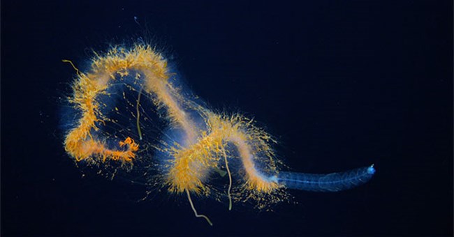Phát hiện "quái vật spaghetti bay" và nhiều loài lạ lùng dưới biển sâu