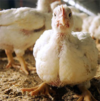 Ý tưởng táo bạo của công ty Anh: Biến lông gà thành món ăn