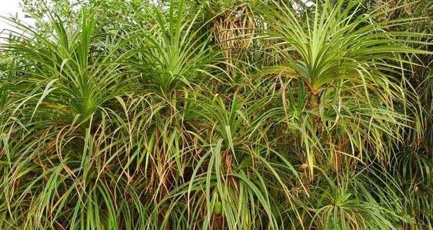 Nhiều lần đào được kim cương, nhà địa chất phát hiện: Chỗ nào có loài cây này, nơi ấy có thể chứa kho báu