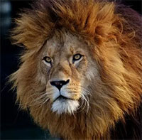 Nếu một người bị dị ứng với mèo thì họ có bị dị ứng với sư tử không?