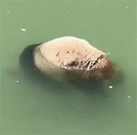 Tại sao gấu trúc khổng lồ biết bơi nhưng nó vẫn có thể bị chết đuối?