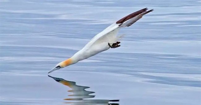 Vì sao chim điên có thể lao thẳng xuống dưới nước với tốc độ 86km/h mà không bị gãy cổ?