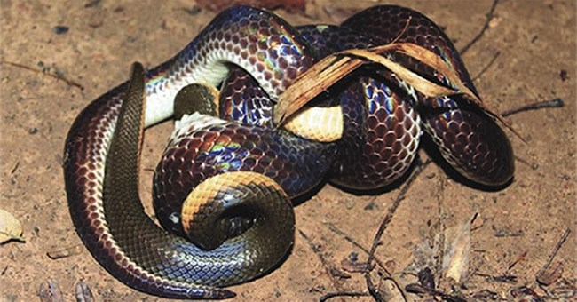 Loài rắn hiền lành với con người, nhưng lại là khắc tinh của rắn độc