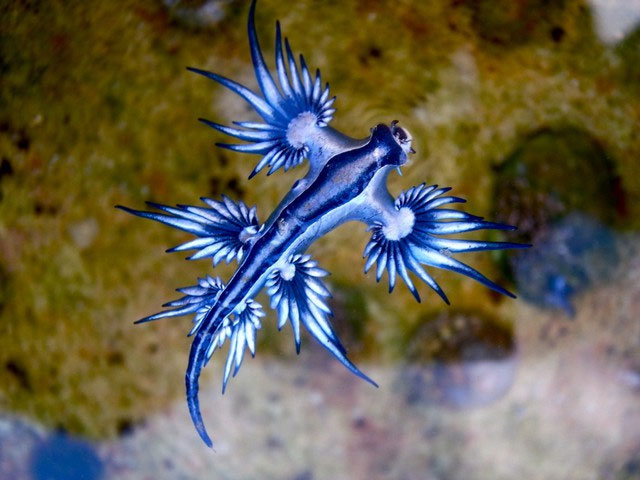  Rồng biển xanh có cơ thể mềm mại, dài và hẹp. 