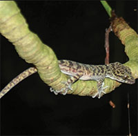 Lần đầu phát hiện loài thằn lằn chân ngón mới ở Lào Cai