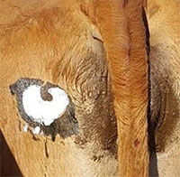 Tại sao những người nông dân châu Phi lại vẽ mắt lên mông của bò?