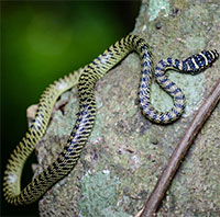 Loài rắn vô hại nhưng thường bị hiểu lầm là cực độc tại Việt Nam