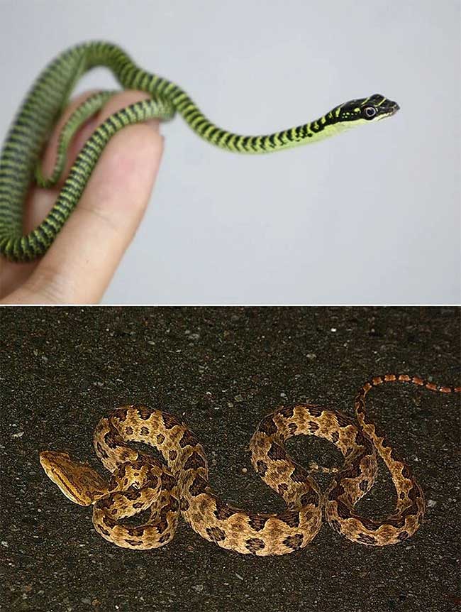 Loài rắn vô hại nhưng thường bị hiểu lầm là cực độc ở Việt Nam