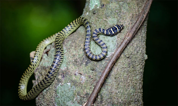 Loài rắn vô hại nhưng thường bị hiểu lầm là cực độc ở Việt Nam