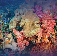 Điều cần biết về các rạn san hô trên thế giới