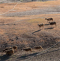 Hạn hán khốc liệt ở miền Trung khiến những đàn cừu Ninh Thuận chết khô, hồ nước trơ đáy, nứt nẻ 