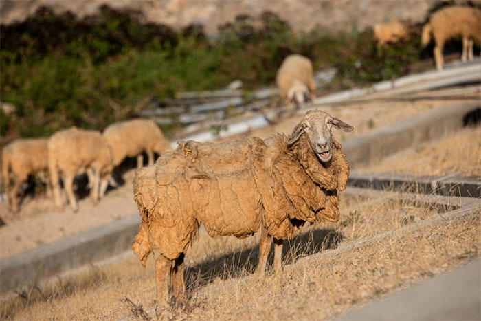 Hạn hán nặng ở miền Trung khiến đàn cừu Ninh Thuận chết, mặt hồ trơ trụi, nứt nẻ