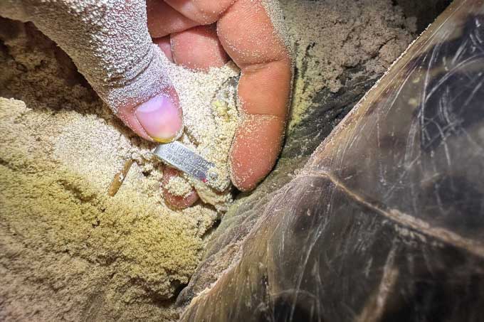 Rùa mẹ nặng gần 100kg từ Malaysia tới Côn Đảo đẻ trứng