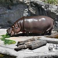 Vườn thú Nhật Bản nhầm giới tính của hà mã suốt 7 năm
