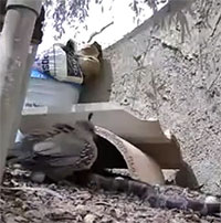 Video hiếm gặp: Chim cút mẹ chiến đấu với 2 con rắn để bảo vệ trứng